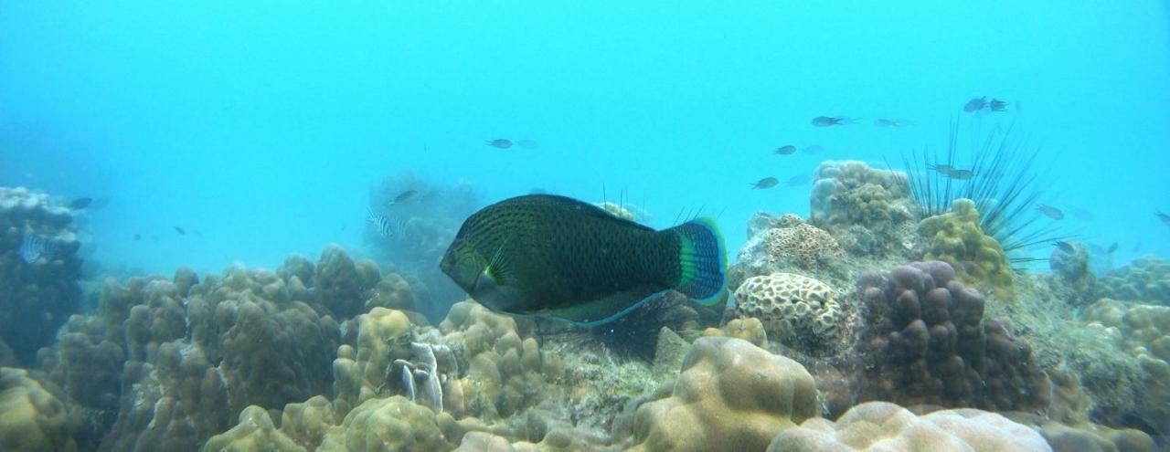 Ao Pong Resort Koh Mak Buitenkant foto